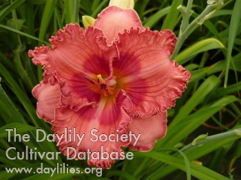 Daylily Sudetic Red Princess